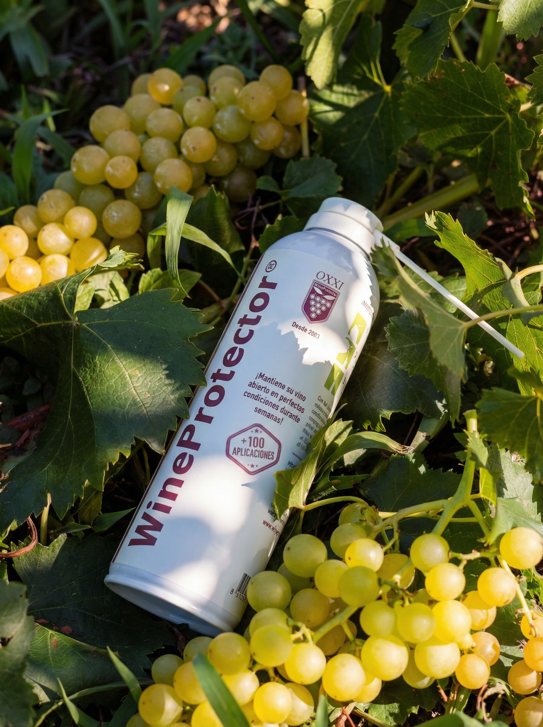 WineProtector entre racimos de uva tinta en viñedo